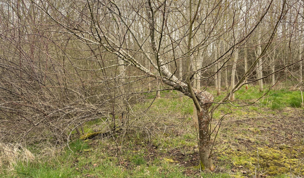 A small leaved lime growing with an unusual shape in Giddings Wood