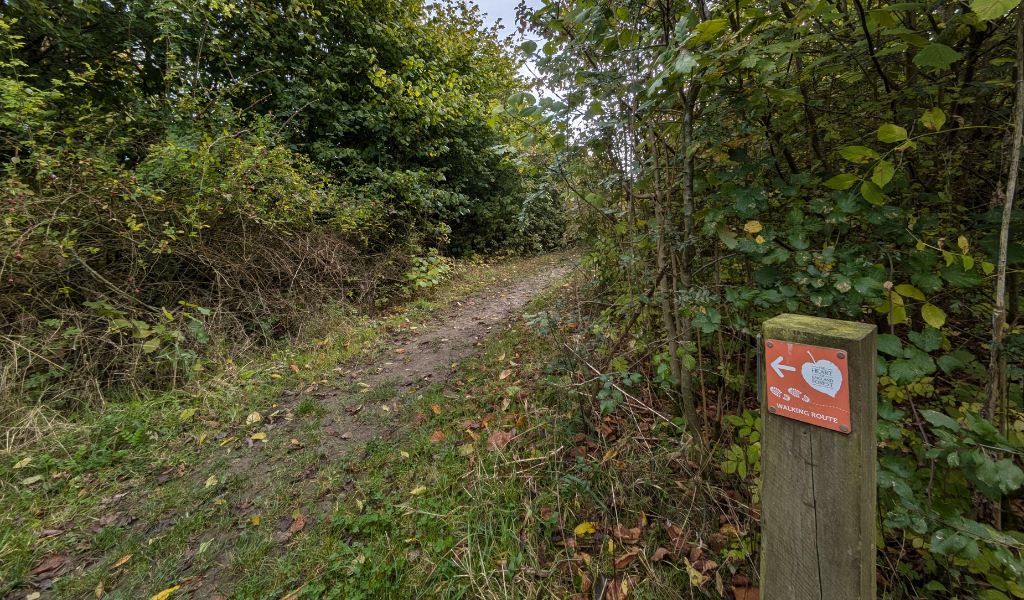 The left hand fork surrounded by shrubs and trees along the woodland path