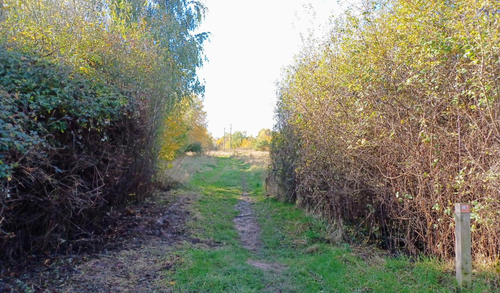 A pathway running through a gap in a hedgerow