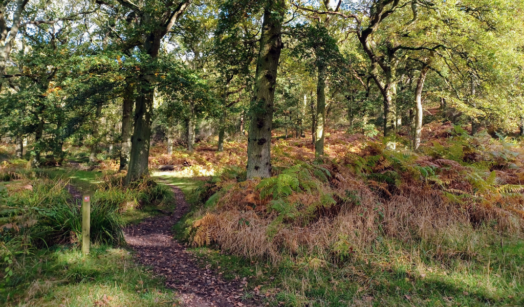 A pathway leading straight on with a navigational signpost on the left