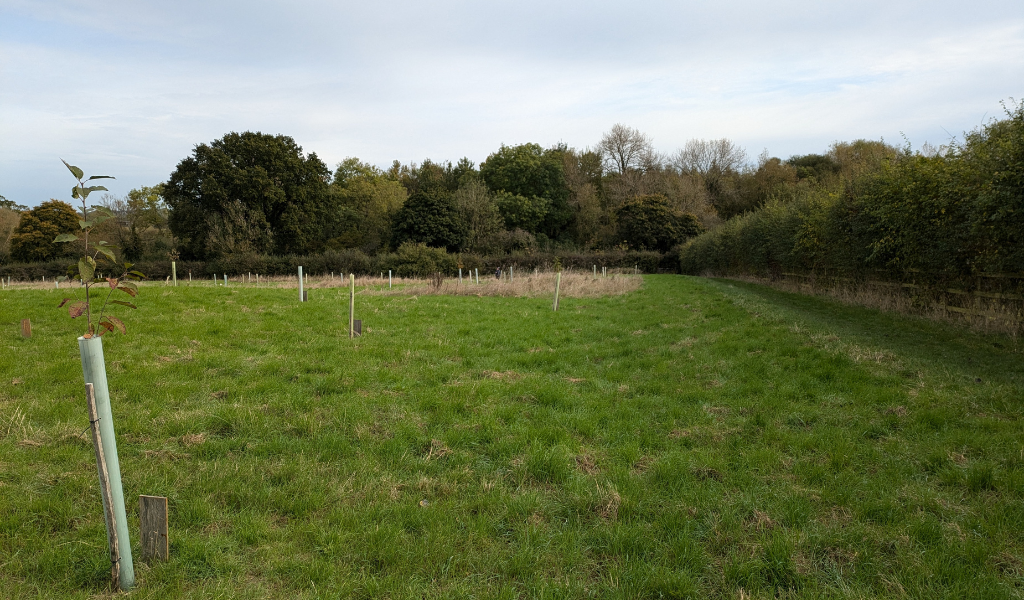 The 'dedicate a tree' field in Dorothy's Wood