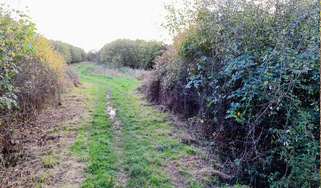 Looking through a gap in a hedgerow which leads to a coppiced hazel area