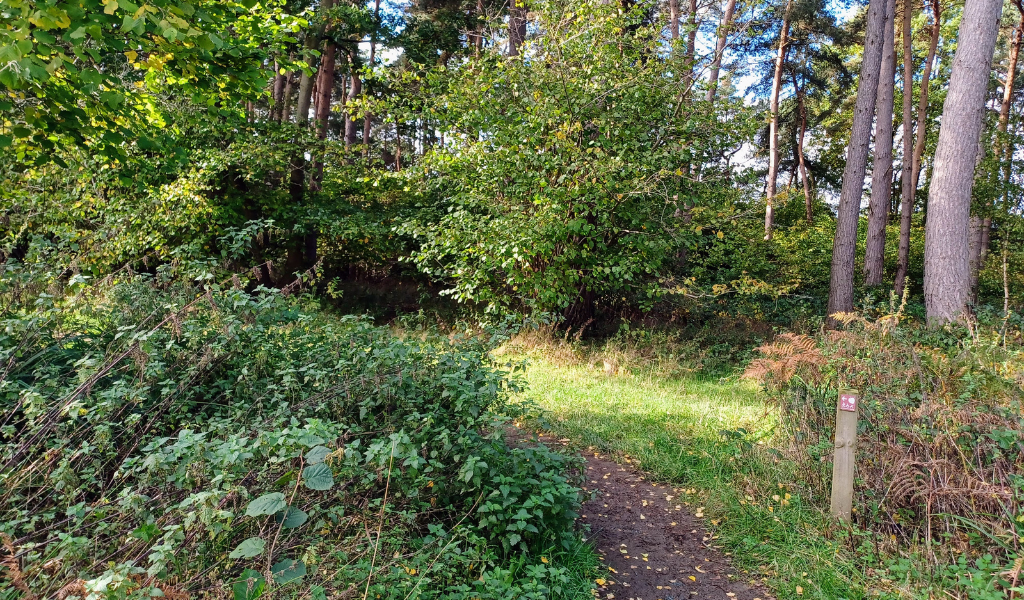 A path through Morgrove Coppice with mature conifers on the right