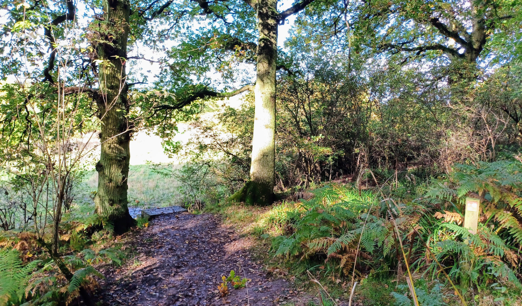 A footpath leading through mature trees to a set of wooden steps