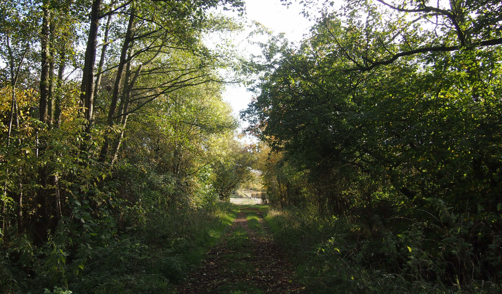 A pathway with a corridor of trees either side of the path.