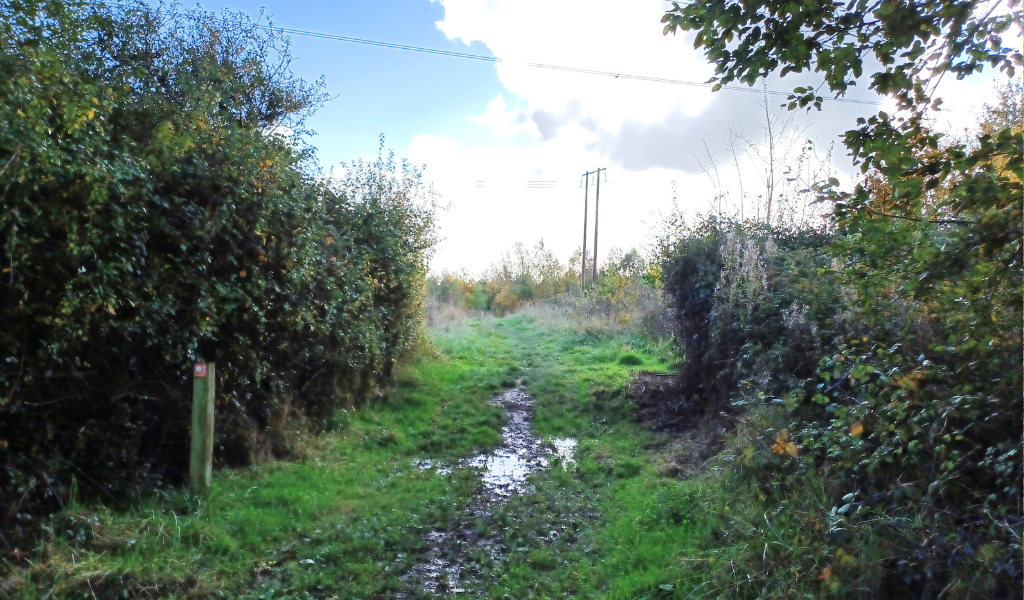 A footpath running alongside a woodland edge uphill