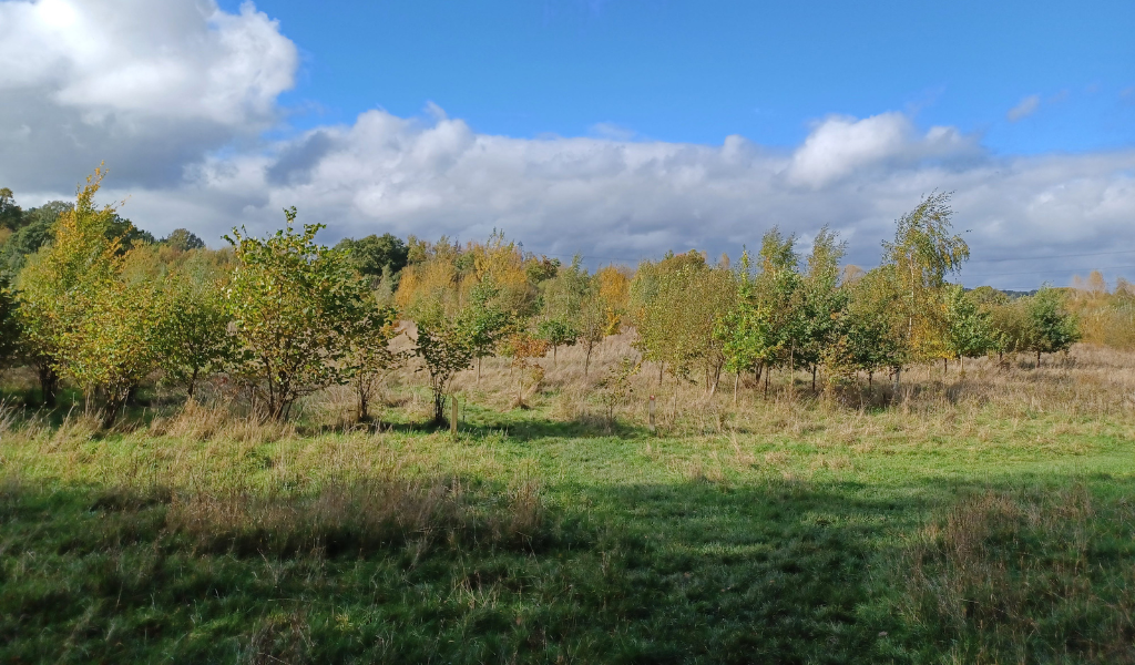 A footpath after the wooden steps leading to a young woodland