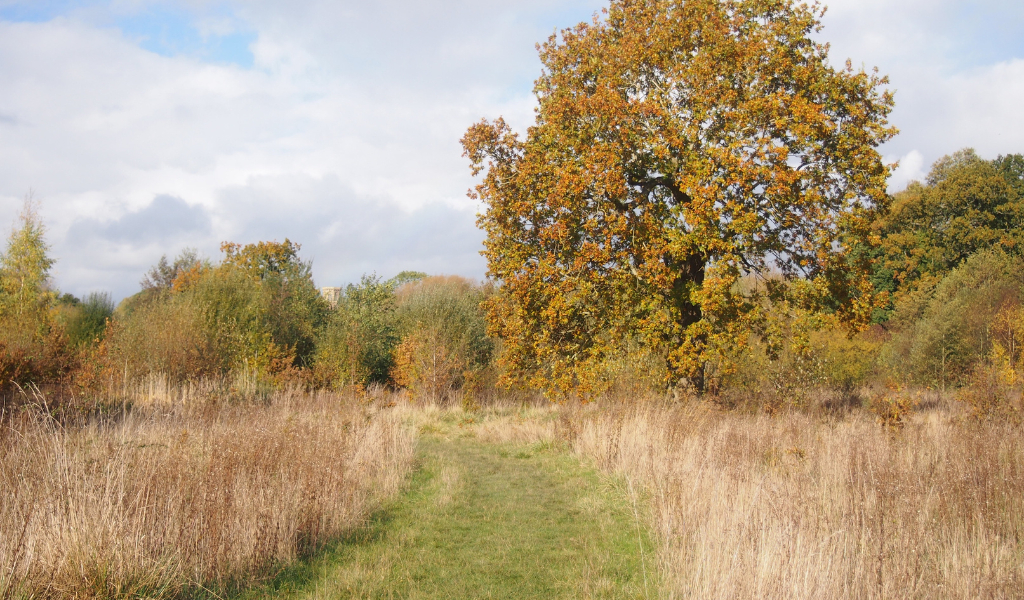 An open field with a large oak tree on the right and a glimpse of Studley Castle in the background.