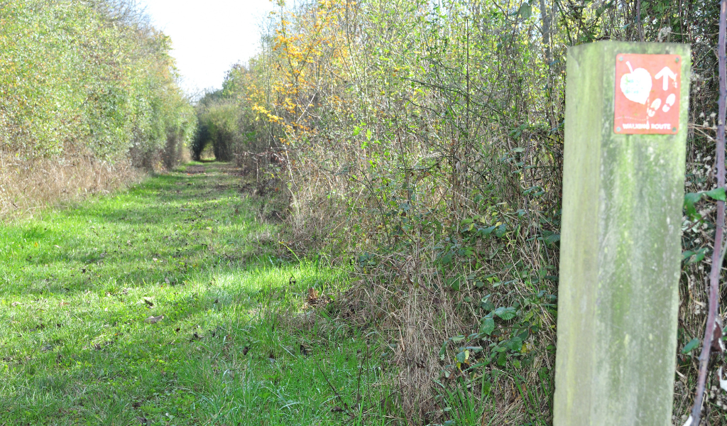 The path continuing through young woodland at Coxmere Wood with a waymarker post in the right hand corner