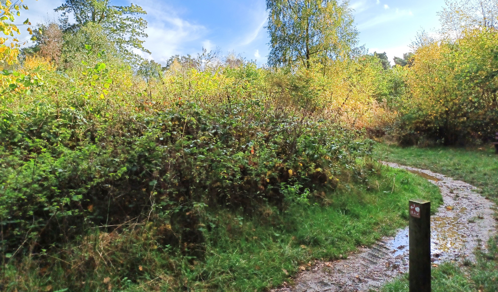 A pathway through the Forest at Morgrove Coppice