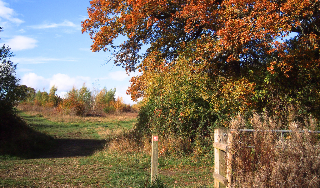 An intersection of paths in front of a large mature oak tree.