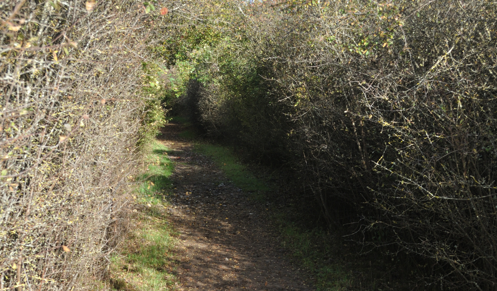 A footpath running through a corridor of blackthorn hedges