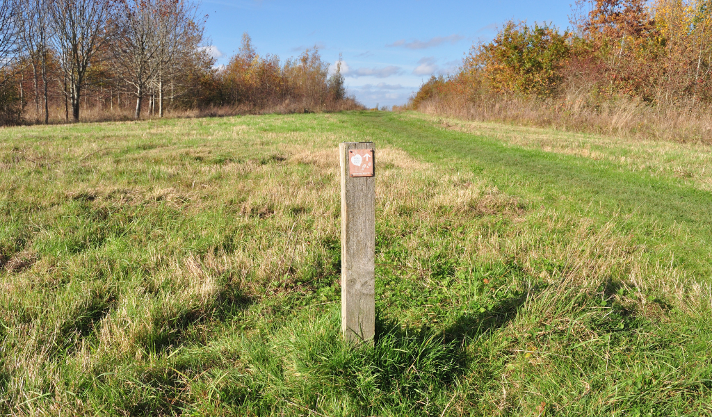 A view of the open area of Coxmere Wood on a sunny autumn day