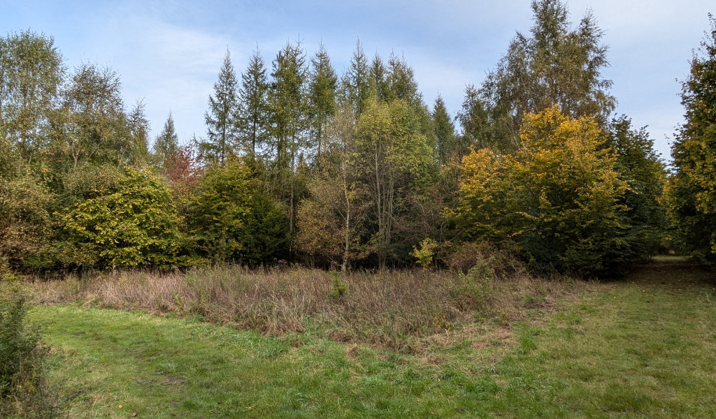 A glade with two paths leading through a young woodland at Romans Field Wood