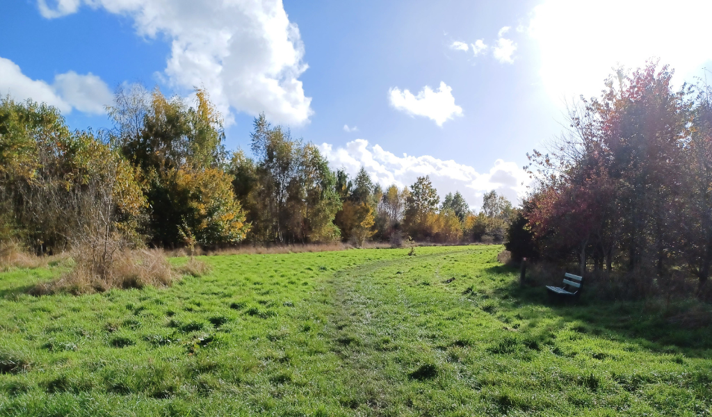 An open area of Haydon Way Wood in autumn