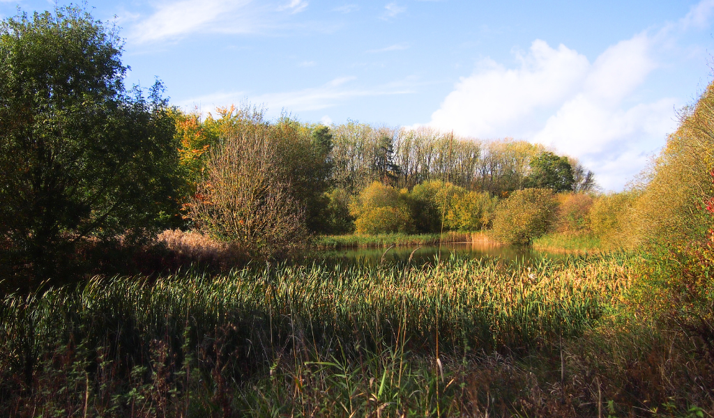 A view of a large pond with Studley Thorns Wood in the background.