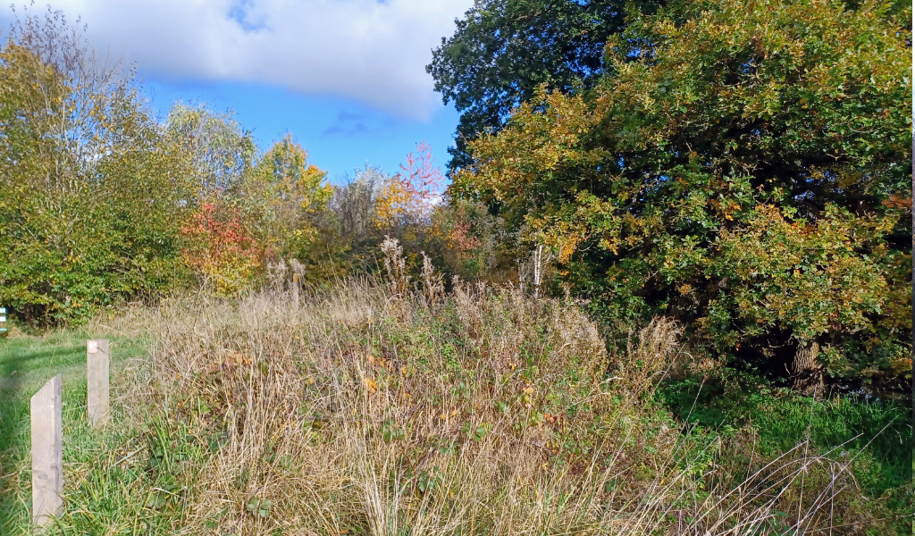 A natural pond in the Forest covered by mature oak tree canopies and grasses