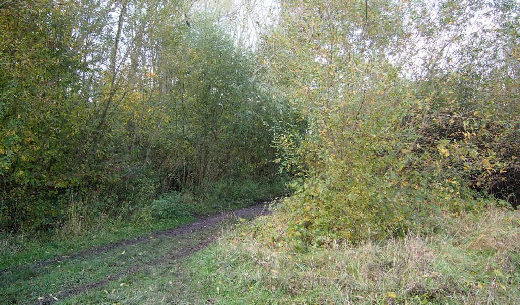 A path leading to the right with autumnal trees running along each side.