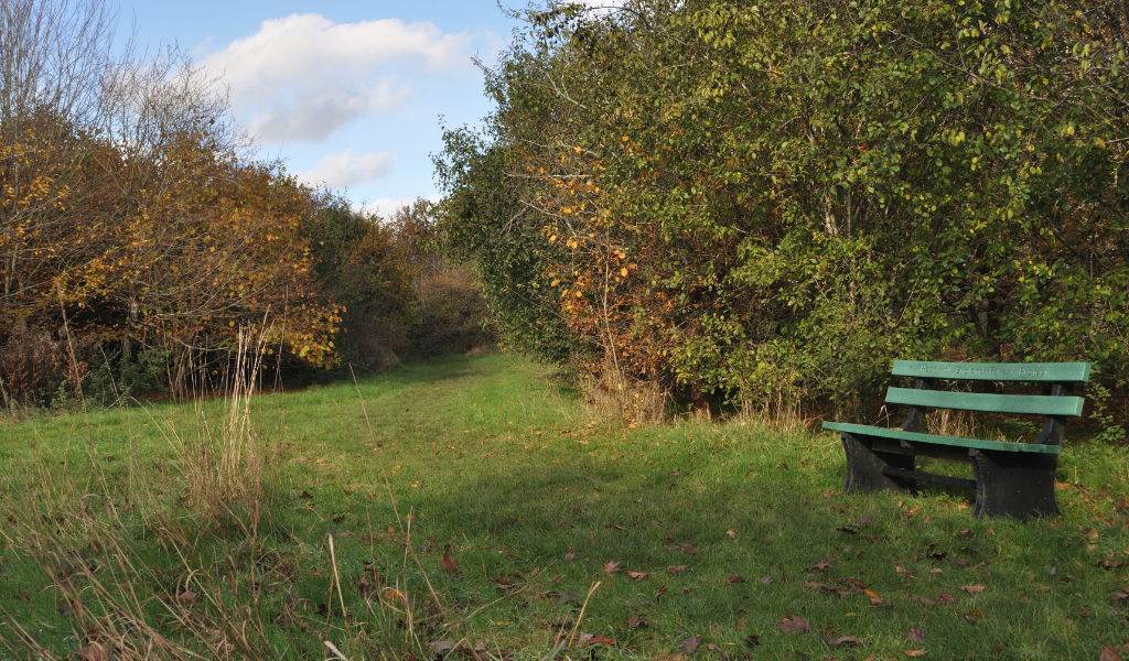 A glade opposite a bench along a forked path at Gidding's Wood