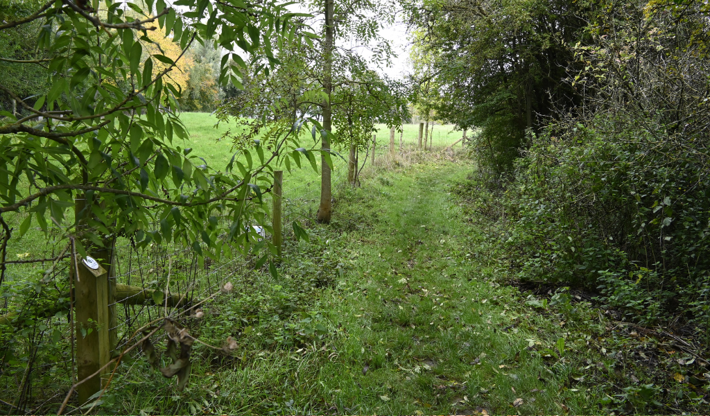 A pathway running adjacent to an open area of woodland surrounded by mature trees