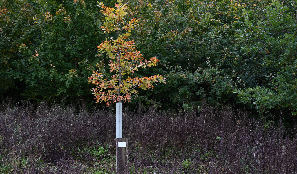 A close up of a tree dedication, including plaque and a thriving young tree in a protective tree guard