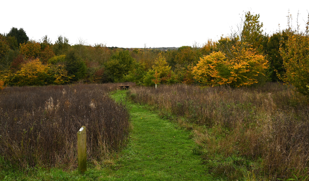 Looking downhill over the tree dedication area in Dorothy's Wood surrounded by autumn colour