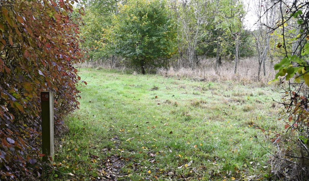 An open area of woodland surrounded by mature trees