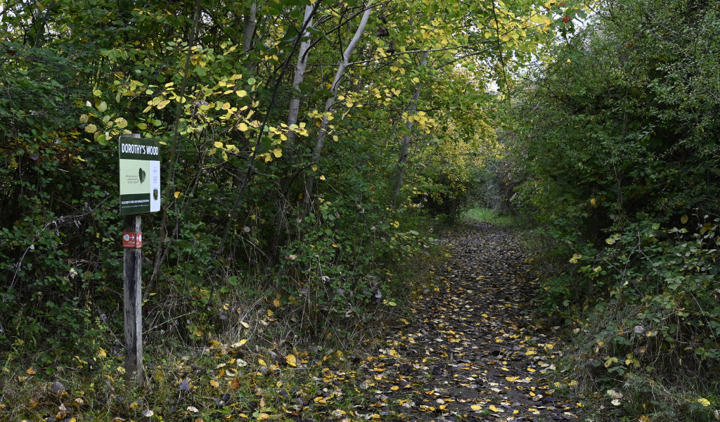 A woodland sign saying 'Dorothy's Wood' running adjacent to a woodland pathway