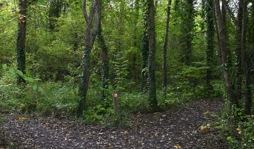 A fork in a woodland path along the Founder's Walk