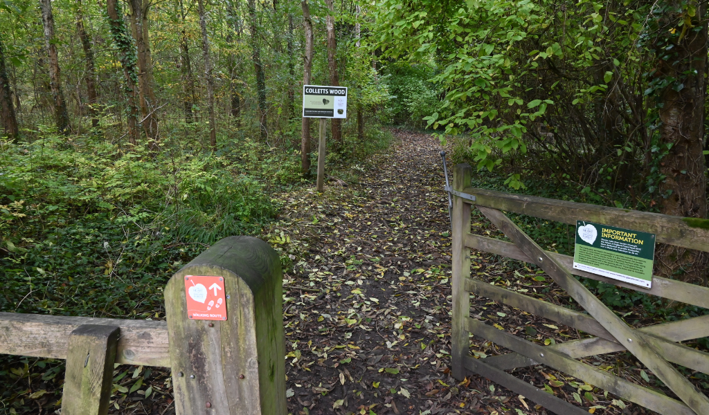 A wooden gate leading to another area of woodland in the Forest