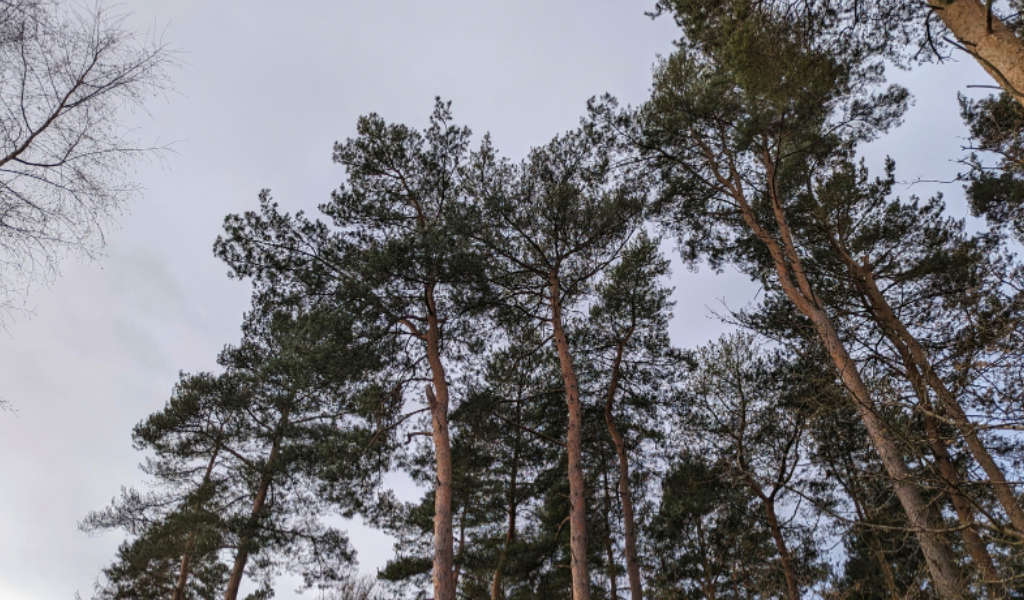 Looking up into the crowns of Scots pine trees