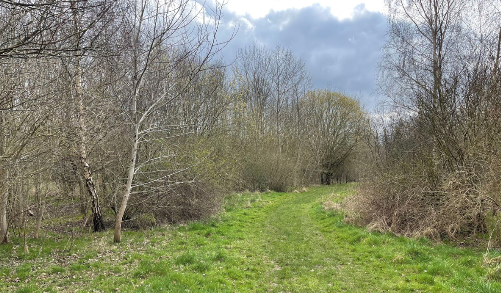 A path running through a young woodland near the end of the Gidding's Wood walk