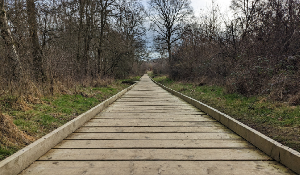 A boardwalk through the Forest at Morgrove Coppice