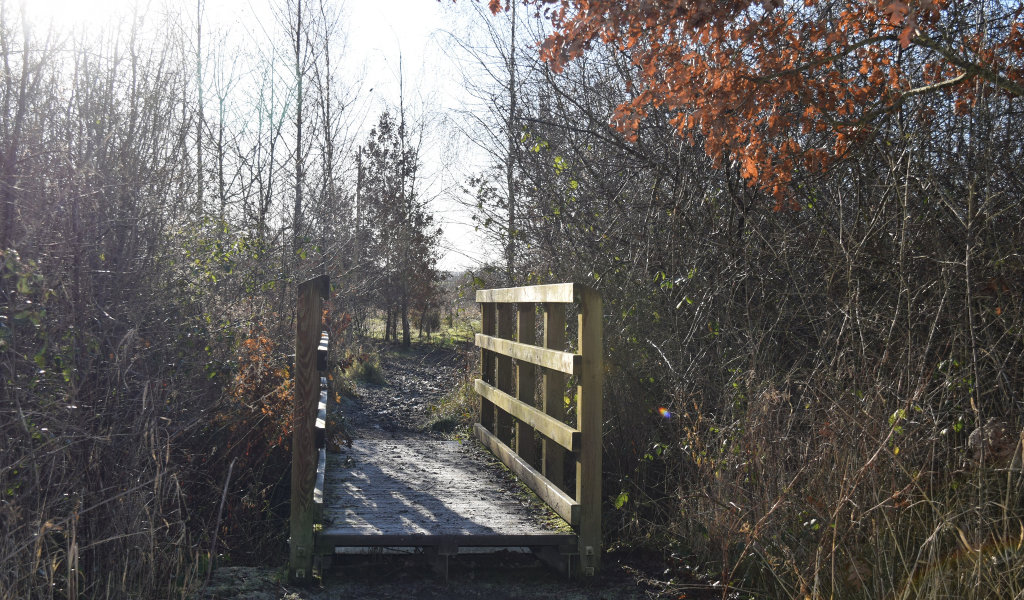 A wooden bridge over a brook with hedgerows either side