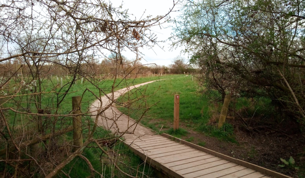 A path leading into open grassland and a young woodland with mature trees in the distance