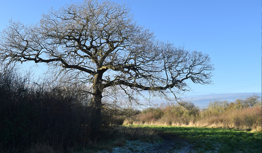 A large oak tree to the left hand side of the footpath guiding a path through the Forest