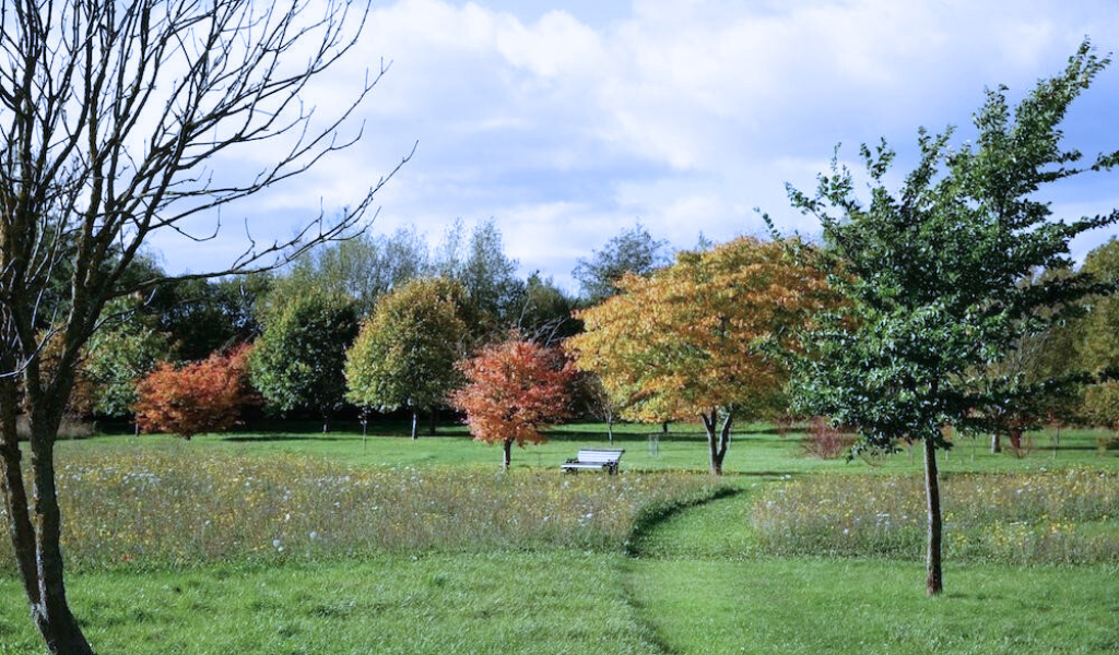 A line of tree species at different stages of leaf loss in the arboretum