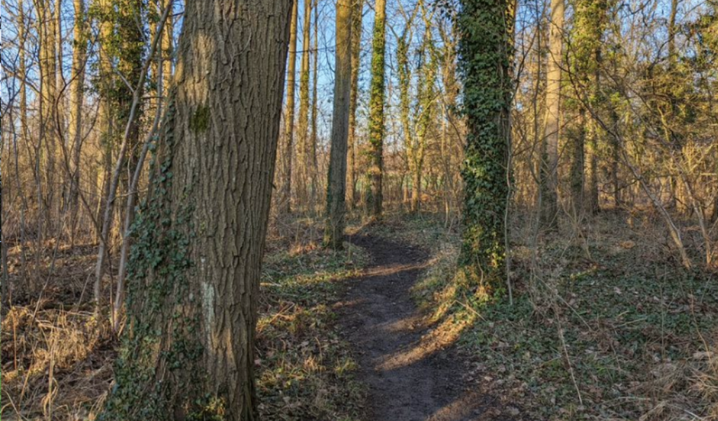 Mature woodland along the Founder's Walk