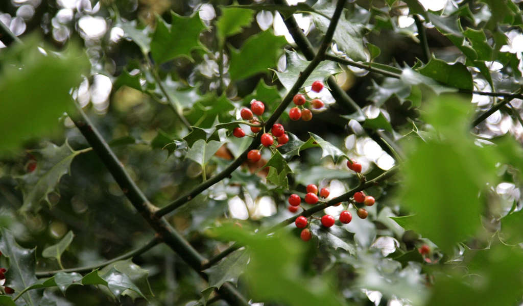 A close up of a holly tree with berries