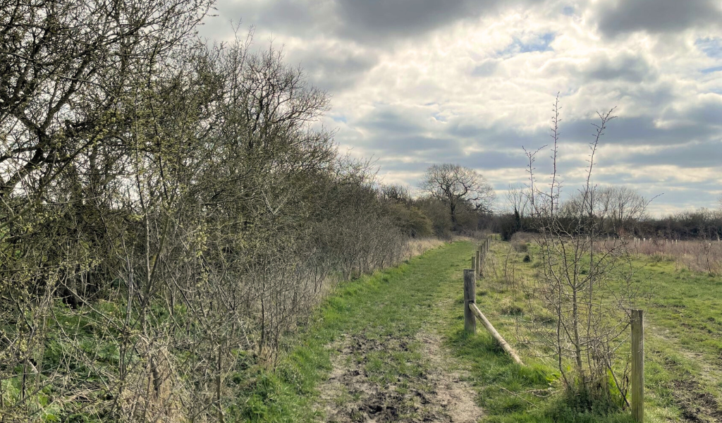 A view from the path along the mature hedgerow with a young plantation to the right