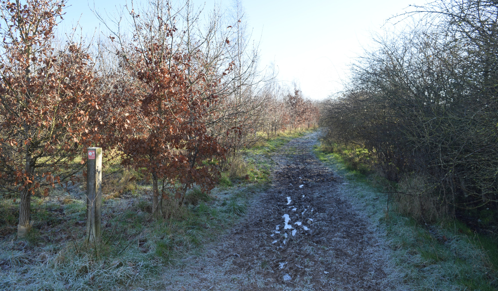 A continuing frosty footpath alongside a hedgerow and young tree plantation