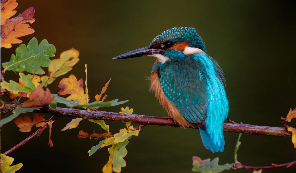 A close-up of a kingfisher perching on an oak tree