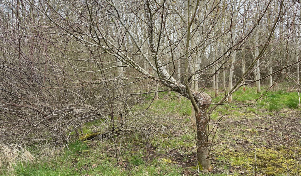 A small leaved lime growing with an unusual shape in Giddings Wood