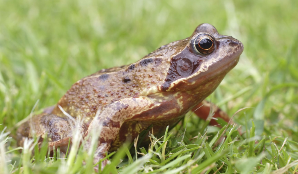 A close-up of a common frog