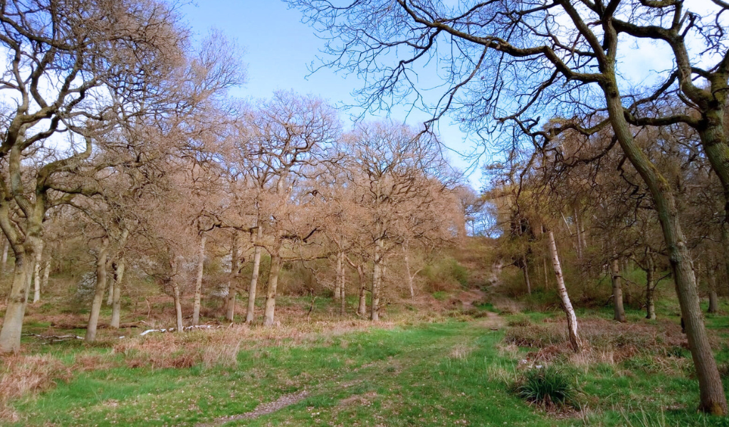 Looking up towards the ridge along Spernal Park woodland