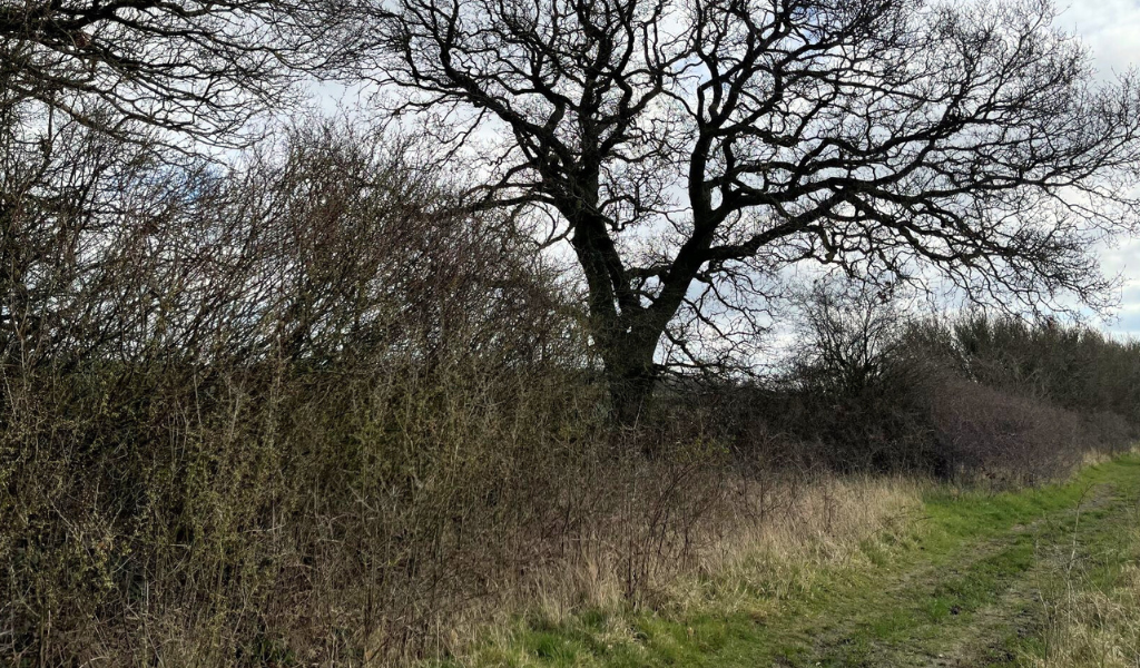 The footpath running alongside a mature hedgerow and oak trees