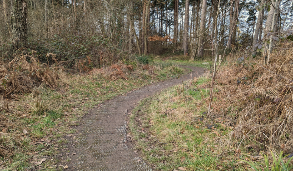 A winding path through Morgrove Coppice with Scots pine trees ahead