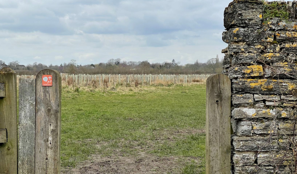 A close up of a waymarker post next to a stone wall with a young woodland ahead