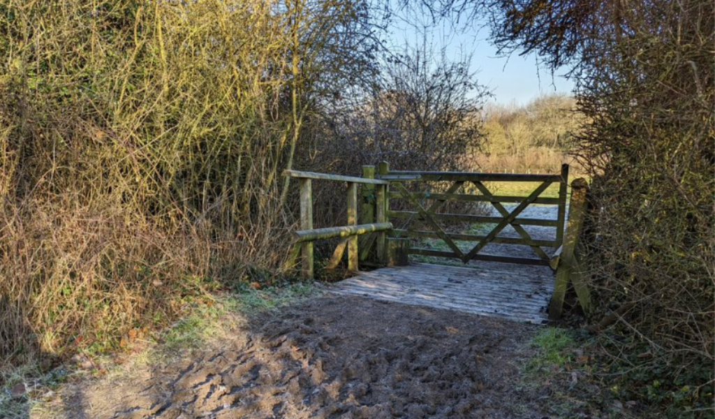 A frosty footpath leading to a gate and young plantation up ahead