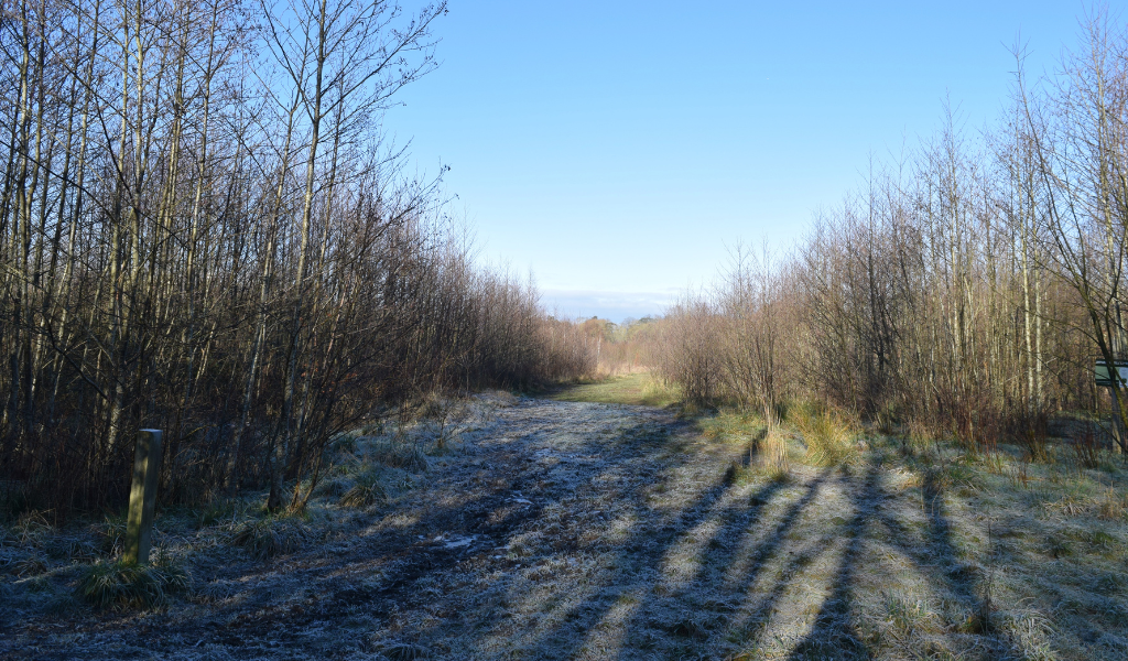 A frosty forest ride between young tree plantations at College Wood